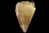 Mosasaur (Prognathodon) Tooth - Morocco #87051-1